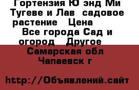 Гортензия Ю энд Ми Тугеве и Лав, садовое растение › Цена ­ 550 - Все города Сад и огород » Другое   . Самарская обл.,Чапаевск г.